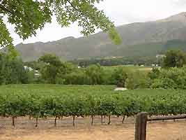 Wine estate
- in the centre of the historic South African wine area